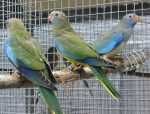 oiseaux en cage bleu.jpg