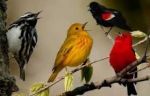 oiseaux chantant 2.jpg