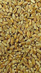 blé en grains.gif