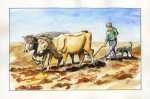 laboureur-aquarelle.jpg