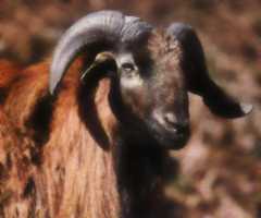 bouc émissaire.jpg