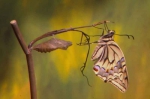 Papilio-machaon_-éclosion-3.jpg