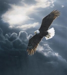 aigle en vol 3.jpg